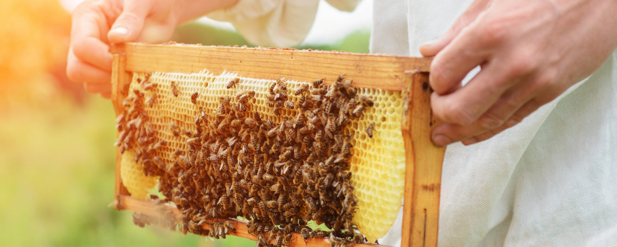 Imkerin zeigt Wabe mit Bienen
