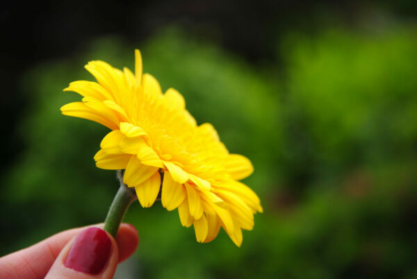Hand mit gelber Blüte