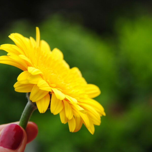Hand mit gelber Blüte