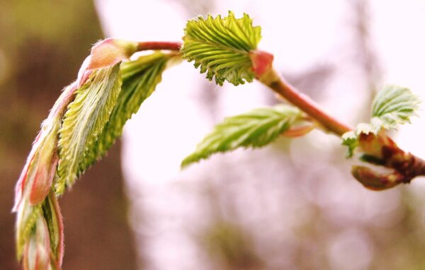 Blätter, die sich im Frühling entrollen