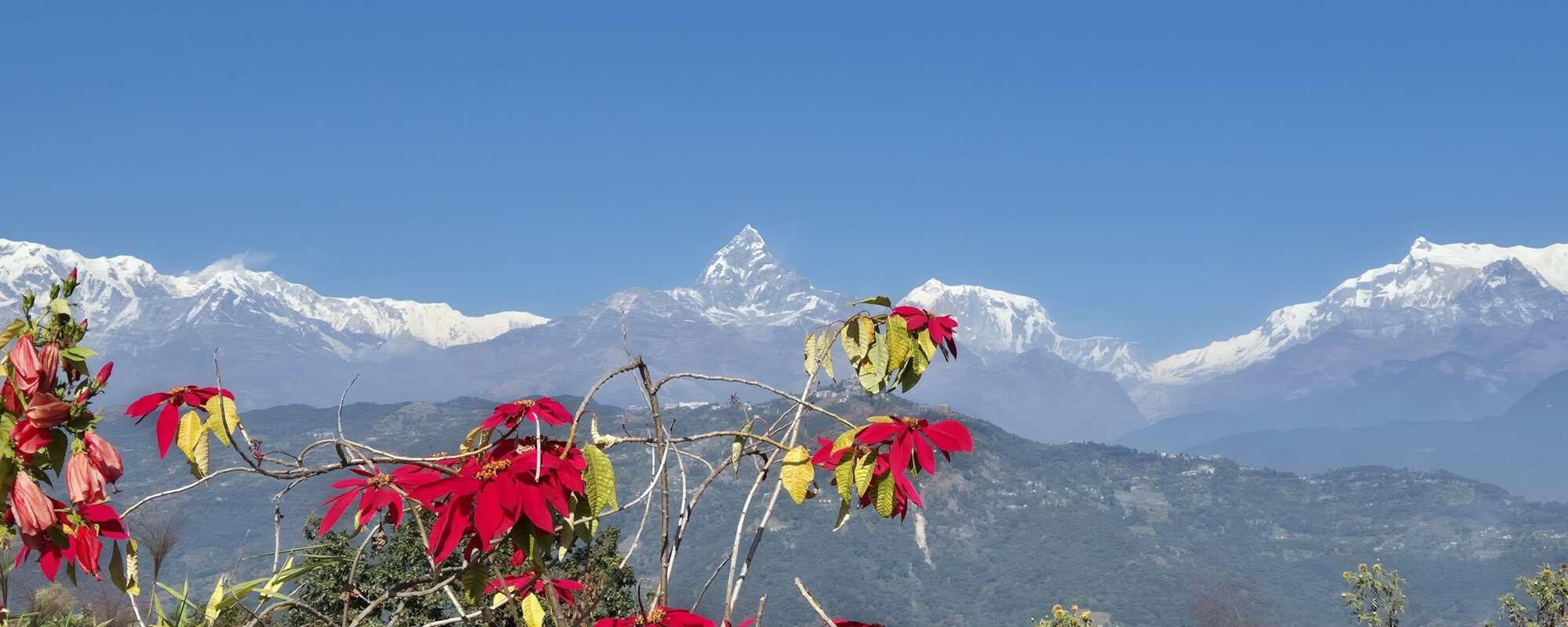 Himalaya Gebirgskette mit Weihnachtssternen im Vordergrund