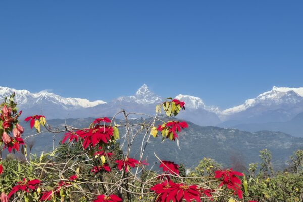 Himalaya Gebirgskette mit Weihnachtssternen im Vordergrund