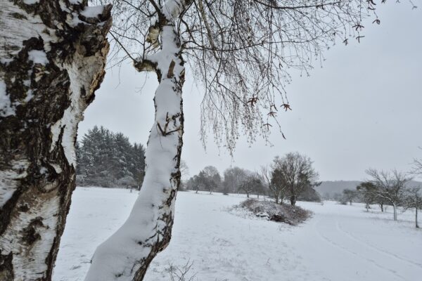 Birke im Schnee