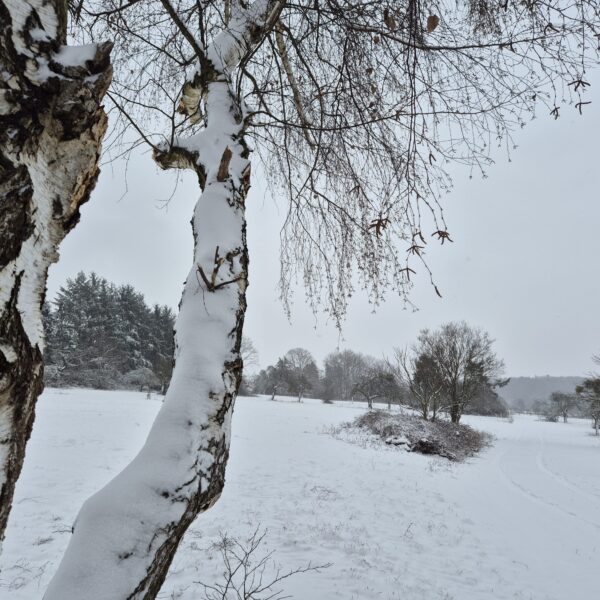 Birke im Schnee